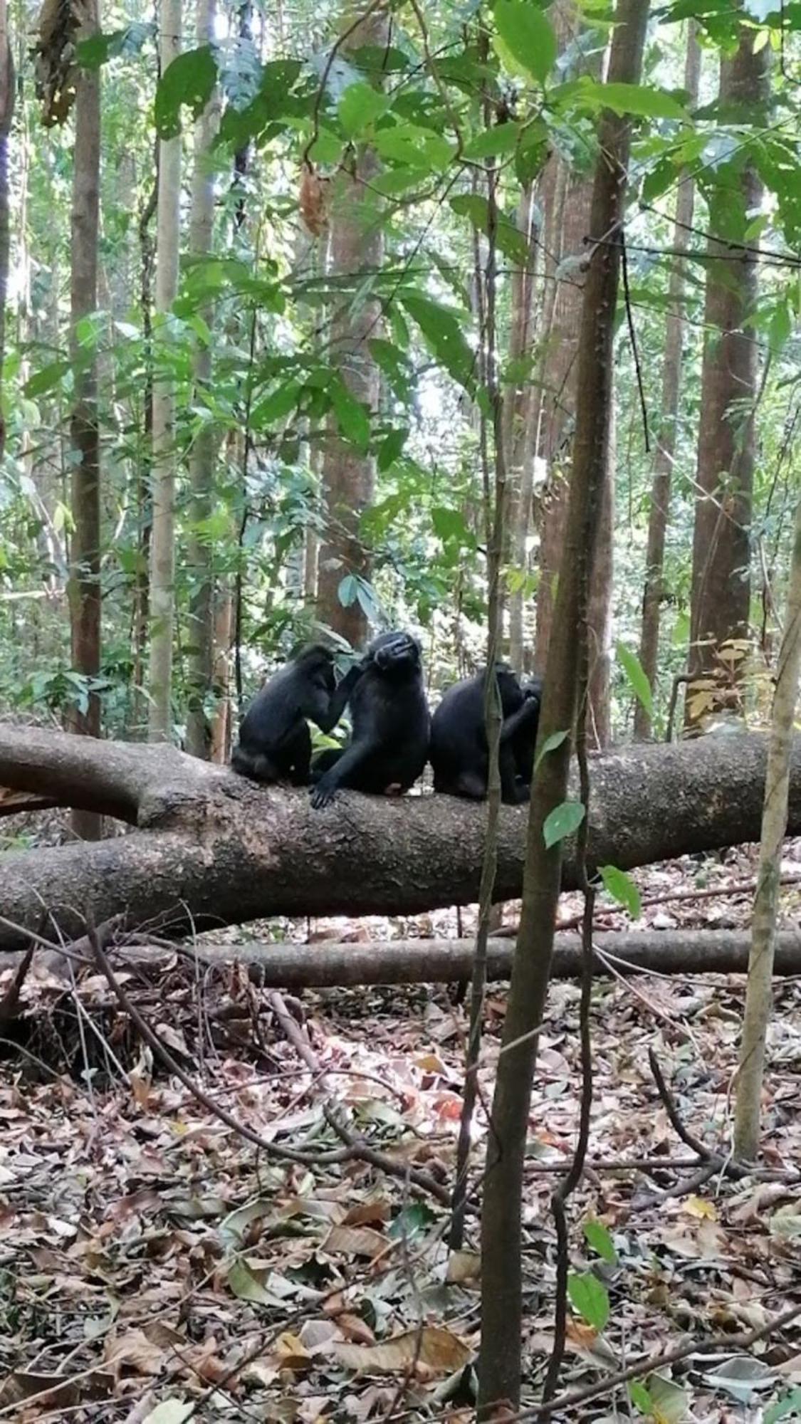 Tangkoko Macaca Hotel Rinondoran Ngoại thất bức ảnh